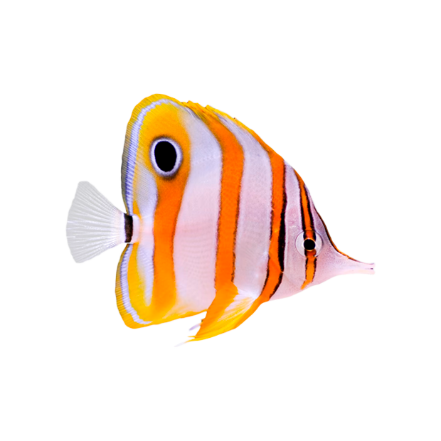 Imagem do peixe Borboleta Bicuda